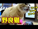 怒りの？ 「にゃぁ」３連発！【野良猫】