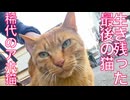 街一番のアホ猫、街で最後の名物猫になる
