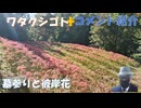 オキサイズドグラフェンと低周波と5Gアンテナでシェディング(花粉症の症状)！高市氏になって変化が出て来て良。舌はがし、 調子よくなりましたか？お大事に【アラ還・読書中毒】私事：義父の墓参りと彼岸花巡り