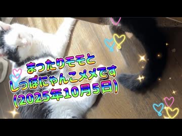  ﻿まったりモモとしっぽにゃんこメメです(2025年10月5日)