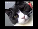 ホモと見る見守りカメラを見守るネコ