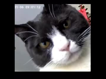 ホモと見る見守りカメラを見守るネコ