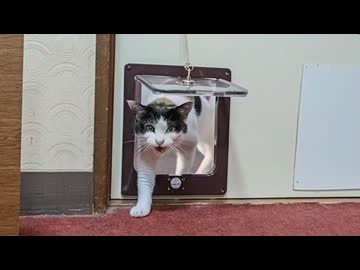 部屋に次々と猫が乱入してきて幸せが止まらない旅館ｗ□□