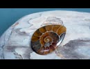アンモナイトの化石をカボションにカットする