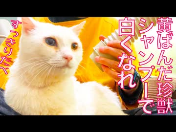 黄ばんだ白猫型珍獣、シャンプーで洗われる