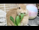 中秋の名月