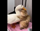 アヒルと猫