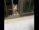 出れない猫