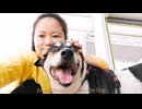 この犬は屋外で食べるのが大好きです