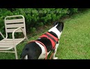 犬はショッピングモールを歩くのが大好きです。