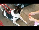 犬はゆでた食べ物が大好きです。