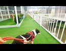 かわいい犬はタイの大きなレストランの周りを歩きます。