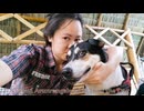 犬はタイのレストランでシーフードを楽しむ