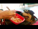 犬はショッピングモールを楽しんでいます。