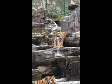 ホモと見るマーライオンと化したトラ