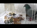 ハトは赤ちゃんの鳥に餌をやる