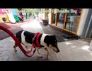 素敵な犬は創造的な公園で歩いてお楽しみください