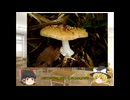 ゆっくり魔理沙の毒キノコ講座改１　イボテングタケ