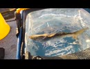 10時間釣りして1匹しか釣れなかったコノシロ