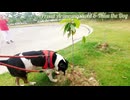 素敵な犬は、バンコク、タイの公共公園で歩きます。
