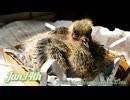 この素敵な鳩は元旦に生まれました。