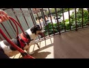 タイの犬は有名なショッピングモールで歩く
