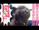 黒イモ幼猫兄妹、生きるおたけびをあげる