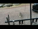 ソロキャンしてみた(河津七滝　河津七滝オートキャンプ場編)後編