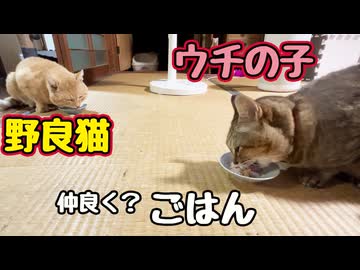大好物 焼きかつおディナー【野良猫】