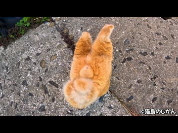 猫がハマる！？側溝トンネル！！