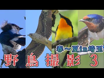 超ローカルお散歩　野鳥撮影３　春～夏in埼玉
