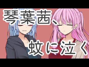 琴葉茜、蚊に泣く【原石祭2025】