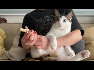 ねこの爪切り