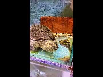 ホモと見る体を膨らませて身を守るフグ