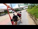 犬は公共の公園を訪問し