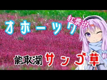 ゆかりとオホーツク旅『真っ赤絨毯、サンゴ草』【VOICEROID旅行】