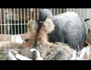 親鳩は彼らの小さな赤ちゃんの鳥を養います。 とてもかわいい動物。