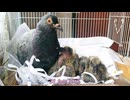 ハトの成長過程、彼らの人生の最初の日から15日目まで 。LottoとTattoo