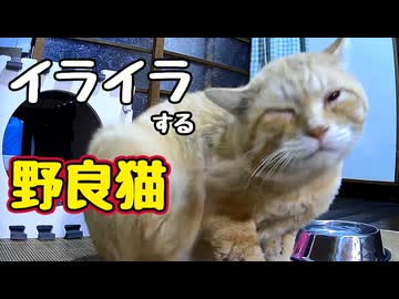 あぁ〜 わかった　わかったから【野良猫】