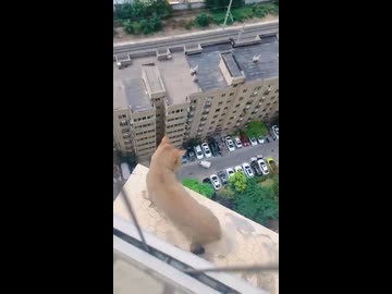 ホモと見る高い所を恐れないネコ