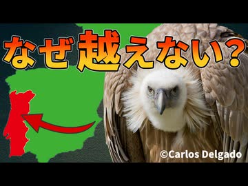 ハゲワシがポルトガルの国境を越えられない理由【解説動画】