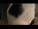 オクタグラム