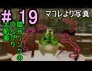 写真の方がマコレより大事になってきてる『ゼルダの伝説風のタクト』#19