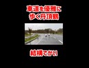 【釧路】車道を優雅に歩く鶴は　車が来ても動じない
