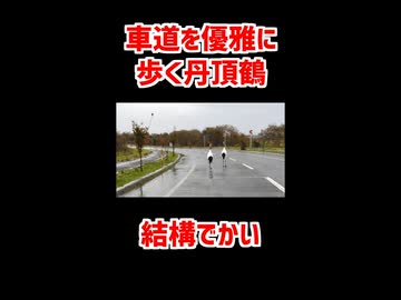 【釧路】車道を優雅に歩く鶴は　車が来ても動じない