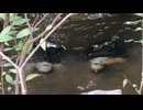 カメは仏教寺院で魚の餌を食べます。