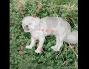 #010　むぅと草むしり