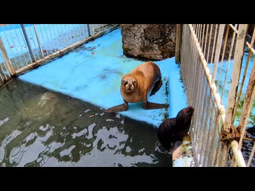 釧路市動物園50周年記念フェス　双子のオタリア命名式