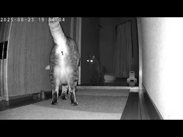 【閲覧注意】ヤツと闘うネコさんの姿が撮れてました(第二章）