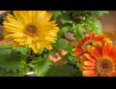 Three gerberas cut at an angle and arranged, eucalyptus